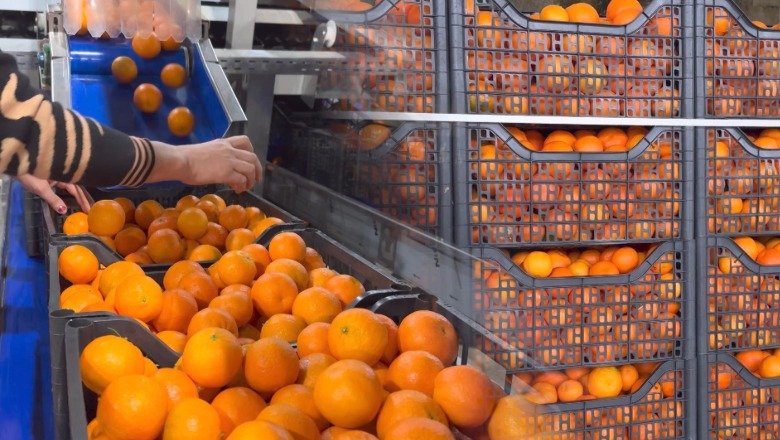 Alarmi për mandarinat shqiptare: Kroacia kthen mbrapsht tre ngarkesa për shkak të pesticideve të larta!