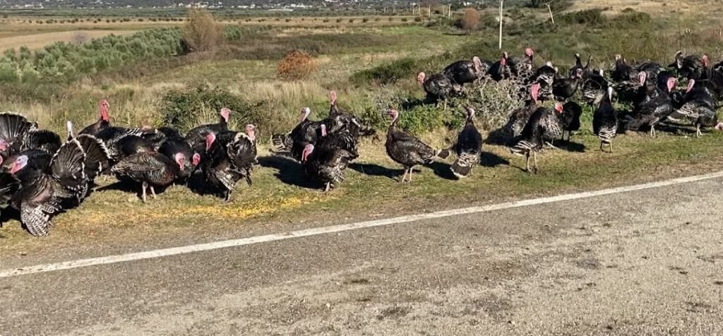 Fieri dhe Vlora pa tregje, gjelat e detit shiten në anë të rrugëve! Fermerët: “Çmimi i drithërave na ka futur në vështirësi”