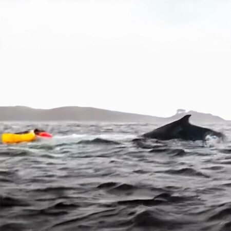 VIDEO/ Balena gëlltit kajakerin dhe e pështyn të gjallë në Patagonia