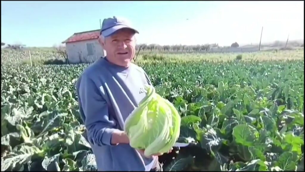 DIVJAKË, FERMERËT ANKOHEN PËR ÇMIMIN E SHITJES SË LULEKARËS DHE BROKOLIT DIVJAKË, FERMERËT ANKOHEN PËR ÇMIMIN E SHITJES SË LULEKARËS DHE BROKOLIT