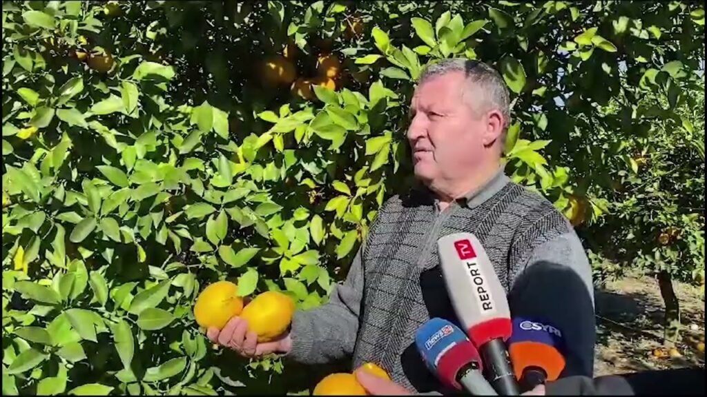 KRONIKË: DIVJAKË, KULTIVUESIT E AGRUMEVE MUNGESA E TREGUT PO NA FALIMENTON KRONIKË: DIVJAKË, KULTIVUESIT E AGRUMEVE MUNGESA E TREGUT PO NA FALIMENTON