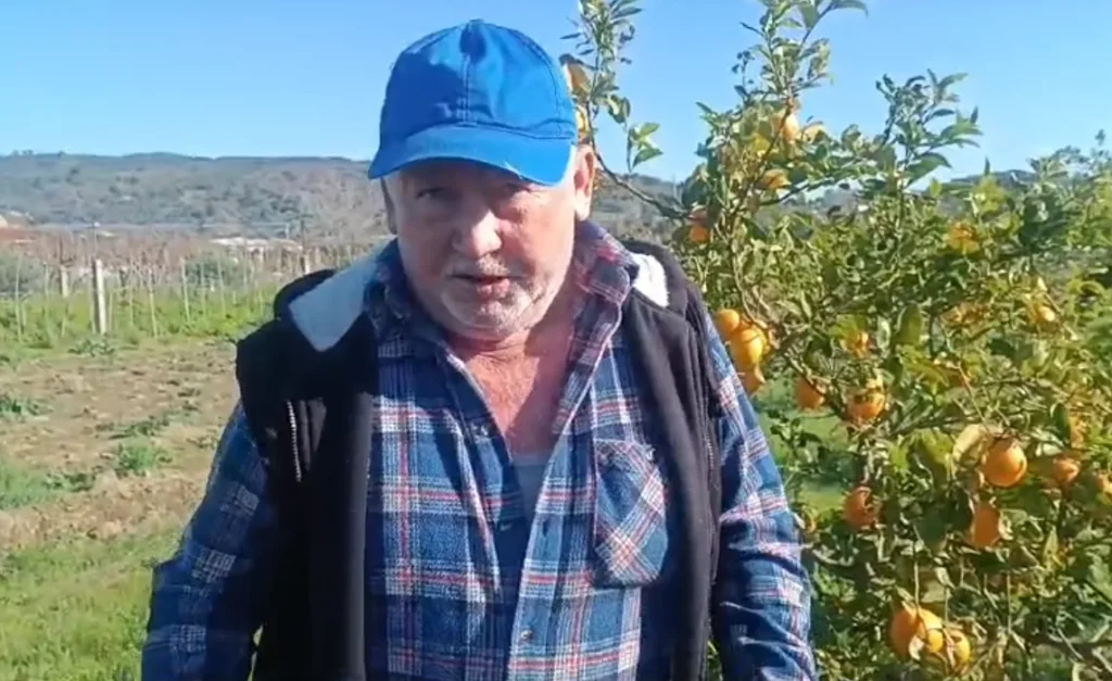 Tensioni i kultivuesve të agrumeve në Divjakë: Nga falimentimi në alternativa të reja Tensioni i kultivuesve të agrumeve në Divjakë: Nga falimentimi në alternativa të reja