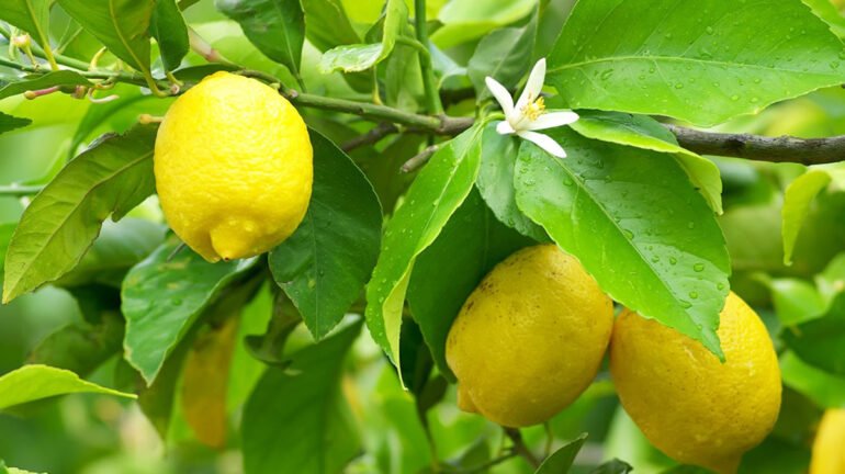 Mjalti i limonit: Një kurë natyrale kundër pagjumësisë dhe shëndetit të përgjithshëm