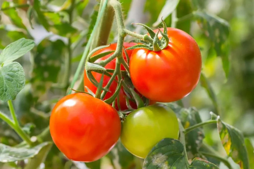 Risi në Bujqësi: Fermerët e Zharrëzës përdorin Pjalmimin me Bletë për Prodhim Cilësor Risi në Bujqësi: Fermerët e Zharrëzës përdorin Pjalmimin me Bletë për Prodhim Cilësor