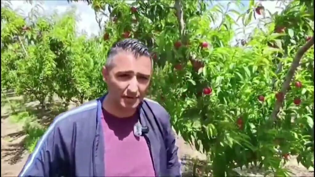 BARBULLINJË, NEKTARINA NË TREGJET EUROPIANE