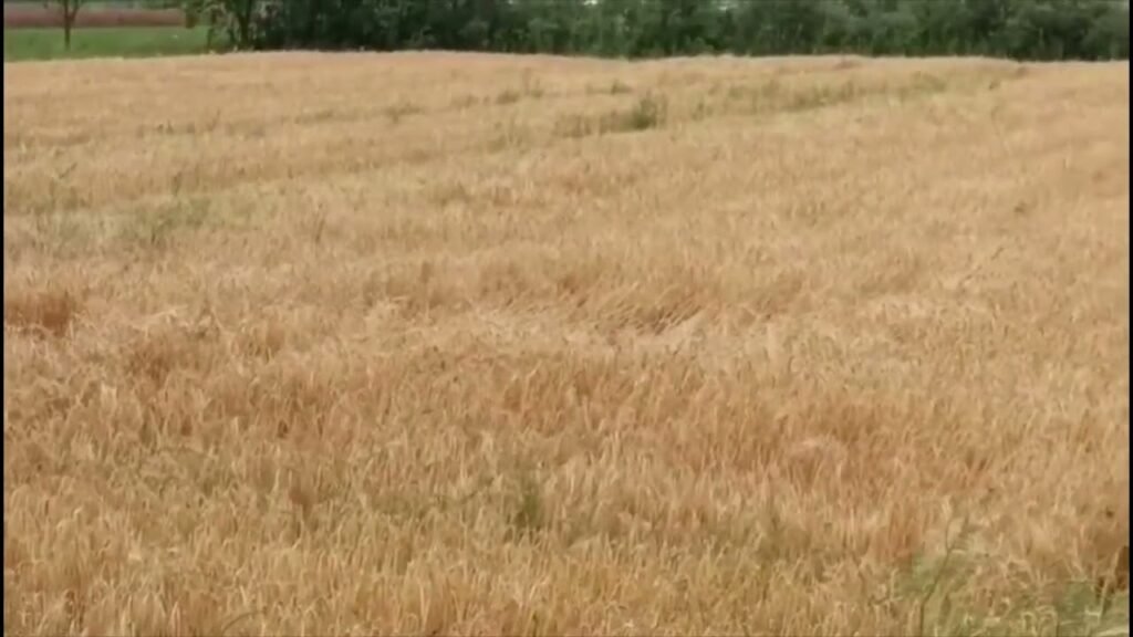 KULTIVIMI I GRURIT, FERMERËT BASHKËPUNIM ME QTTB- në KULTIVIMI I GRURIT, FERMERËT BASHKËPUNIM ME QTTB- në