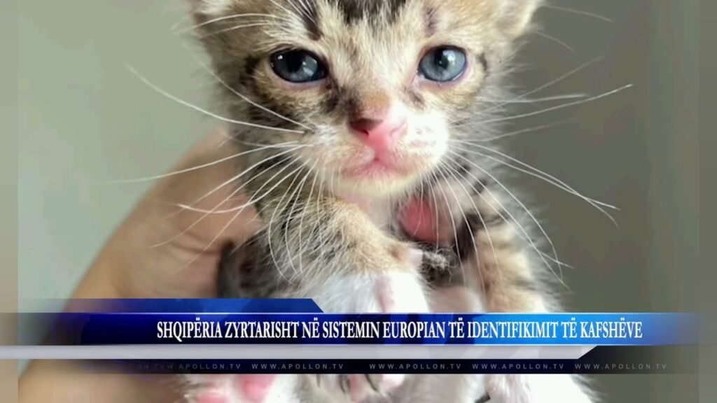 SHQIPËRIA ZYRTARISHT NË SISTEMIN EUROPIAN TË IDENTIFIKIMIT TË KAFSHËVE SHQIPËRIA ZYRTARISHT NË SISTEMIN EUROPIAN TË IDENTIFIKIMIT TË KAFSHËVE