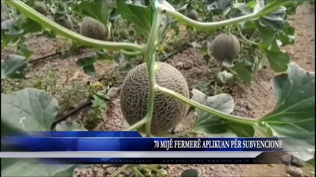 70 MIJË FERMERË APLIKUAN PËR SUBVENCIONE 70 MIJË FERMERË APLIKUAN PËR SUBVENCIONE