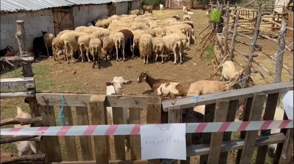Murtaja prek bagëtitë në Devoll, fermerët kërkojnë ndihmë nga shteti Murtaja prek bagëtitë në Devoll, fermerët kërkojnë ndihmë nga shteti