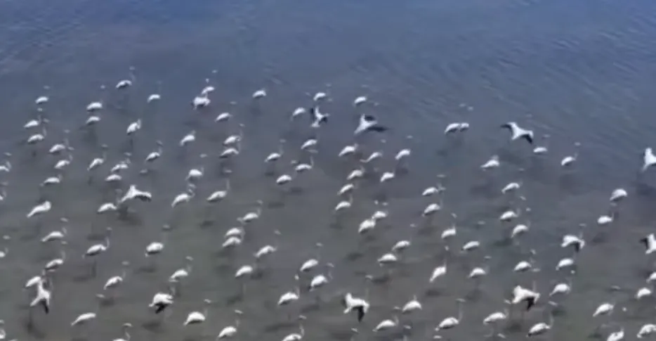 Flamingot magjepsin vizitorët në lagunën e Kunes, Lezhë, me kthimin e tyre të rrallë Flamingot magjepsin vizitorët në lagunën e Kunes, Lezhë, me kthimin e tyre të rrallë