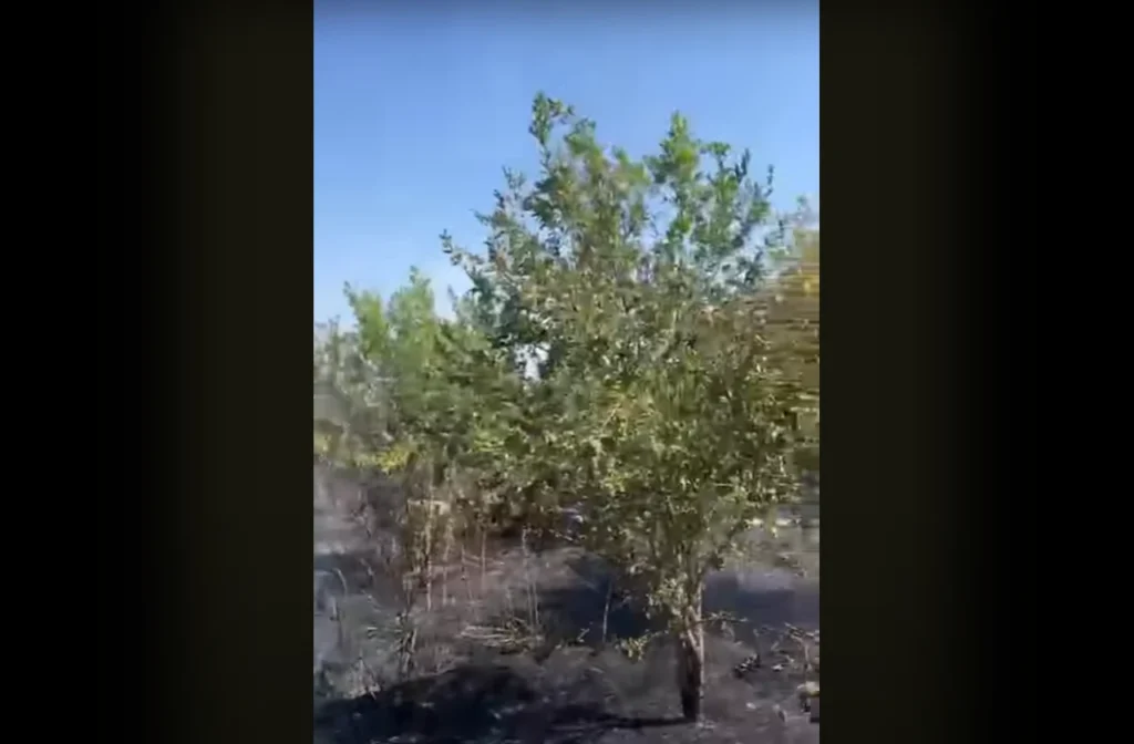 Zjarri përfshin plantacionin me shegë në Qerret të Ri, Fiershegan në Bashkinë e Lushnjës Zjarri përfshin plantacionin me shegë në Qerret të Ri, Fiershegan në Bashkinë e Lushnjës