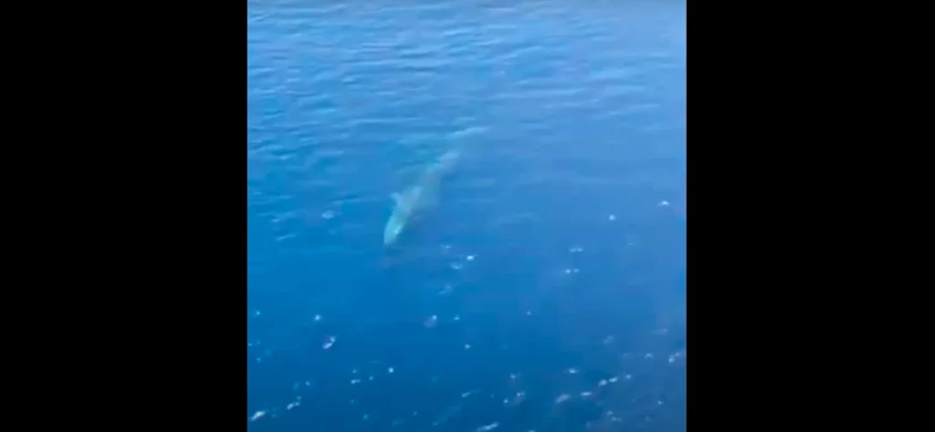 Pamje të rralla, balena noton pranë Karaburunit dhe mahnit pushuesit në Shqipëri Pamje të rralla, balena noton pranë Karaburunit dhe mahnit pushuesit në Shqipëri
