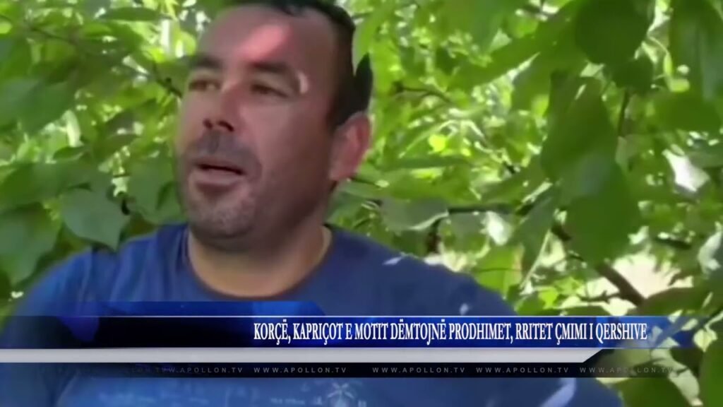 KORÇË, KAPRIÇOT E MOTIT DËMTOJNË PRODHIMET, RRITET ÇMIMI I QERSHIVE KORÇË, KAPRIÇOT E MOTIT DËMTOJNË PRODHIMET, RRITET ÇMIMI I QERSHIVE