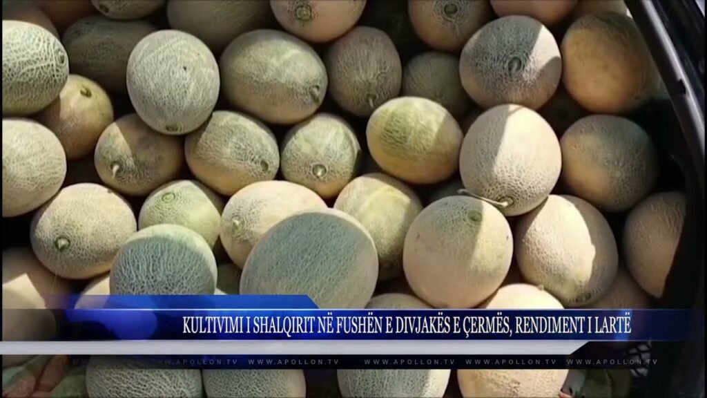 KULTIVIMI I SHALQIRIT NË FUSHËN E DIVJAKËS E ÇERMËS, RENDIMENT I LARTË KULTIVIMI I SHALQIRIT NË FUSHËN E DIVJAKËS E ÇERMËS, RENDIMENT I LARTË