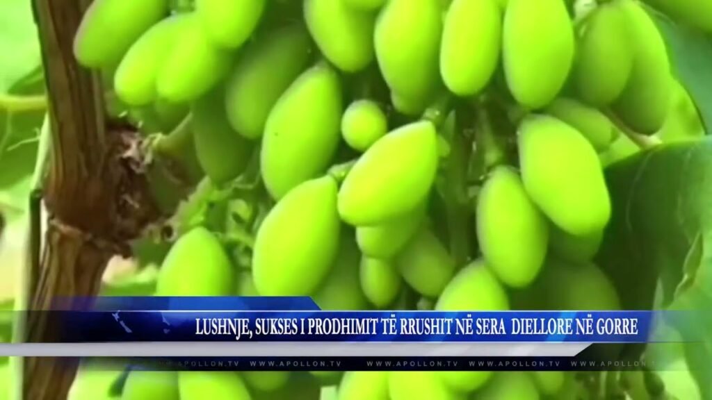 LUSHNJE, SUKSES I PRODHIMIT TË RRUSHIT NË SERA DIELLORE NË GORRE LUSHNJE, SUKSES I PRODHIMIT TË RRUSHIT NË SERA DIELLORE NË GORRE