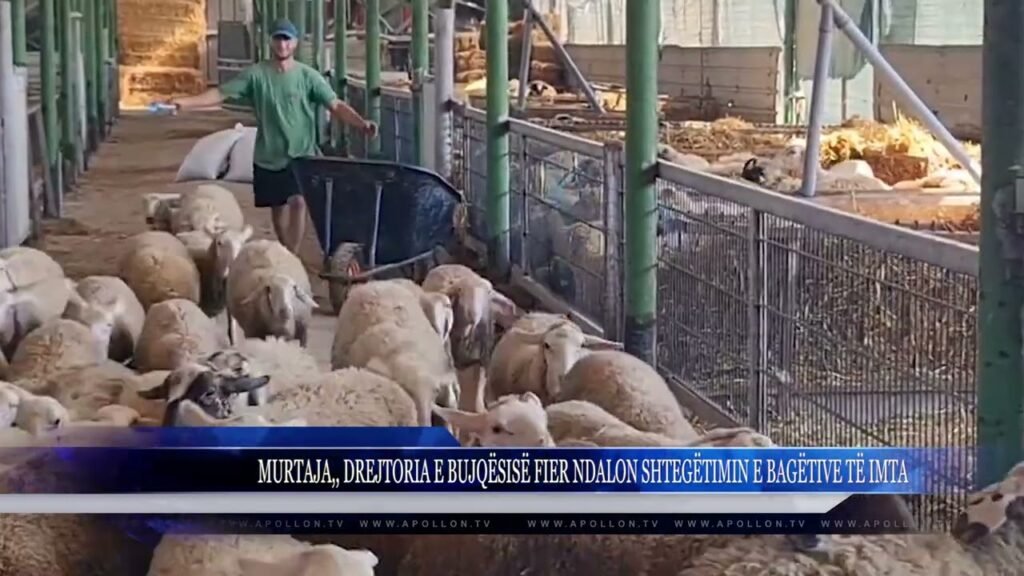 MURTAJA,, DREJTORIA E BUJQËSISË FIER NDALON SHTEGËTIMIN E BAGËTIVE TË IMTA