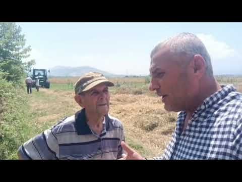 Myzeqeja po humbet trashëgiminë e grurit, Fieri dhe Lushnja drejt ndryshimit të profilit bujqësor Myzeqeja po humbet trashëgiminë e grurit, Fieri dhe Lushnja drejt ndryshimit të profilit bujqësor