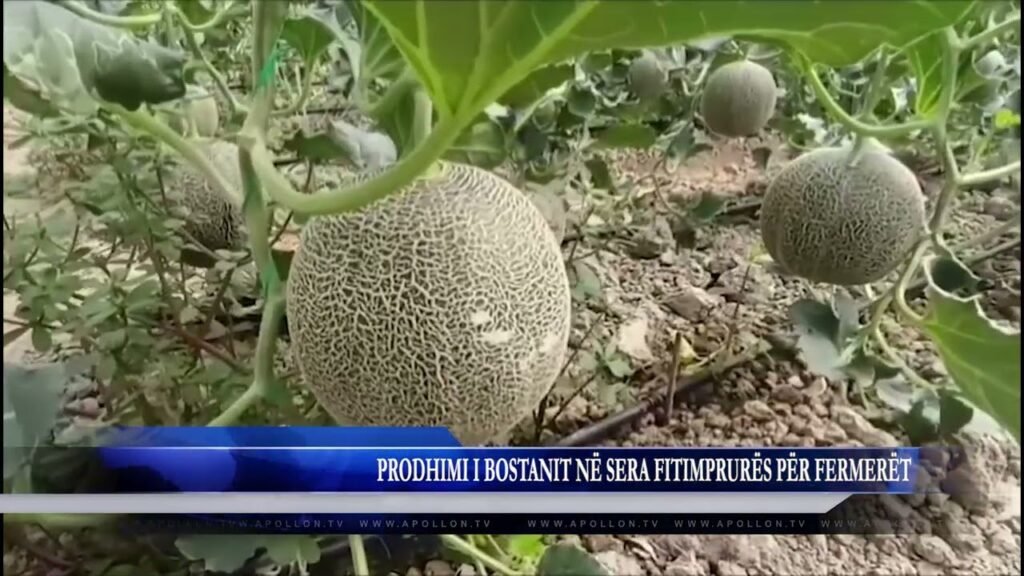 PRODHIMI I BOSTANIT NË SERA FITIMPRURËS PËR FERMERËT PRODHIMI I BOSTANIT NË SERA FITIMPRURËS PËR FERMERËT
