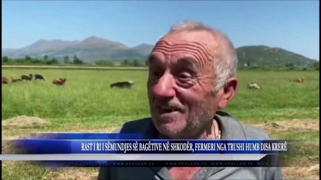 RAST I RI I SËMUNDJES SË BAGËTIVE NË SHKODËR, FERMERI NGA TRUSHI HUMB DISA KRERË RAST I RI I SËMUNDJES SË BAGËTIVE NË SHKODËR, FERMERI NGA TRUSHI HUMB DISA KRERË