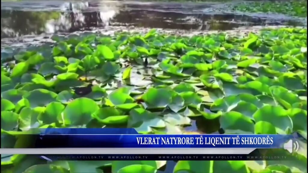 VLERAT NATYRORE TË LIQENIT TË SHKODRËS VLERAT NATYRORE TË LIQENIT TË SHKODRËS