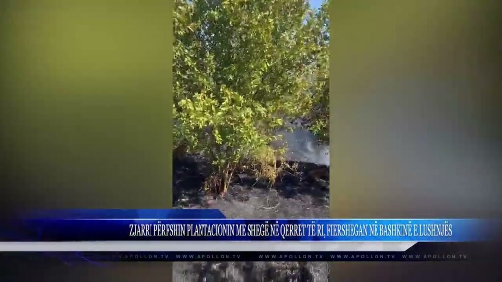 ZJARRI PËRFSHIN PLANTACIONIN ME SHEGË NË QERRET TË RI, FIERSHEGAN NË BASHKINË E LUSHNJËS ZJARRI PËRFSHIN PLANTACIONIN ME SHEGË NË QERRET TË RI, FIERSHEGAN NË BASHKINË E LUSHNJËS