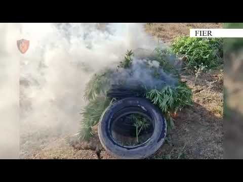 190 bimë kanabisi në Çipllakë, arrestohet një 41-vjeçar në flagrancë