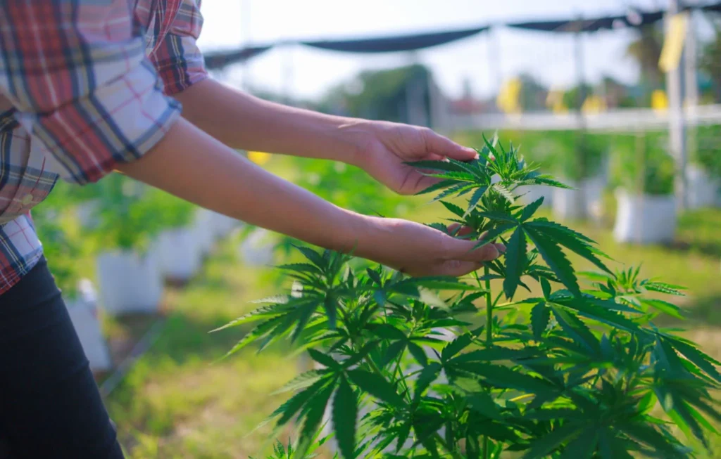 Qeveria cakton ALBTrace Co për kontrollin e cannabis-it mjekësor në Shqipëri Qeveria cakton ALBTrace Co për kontrollin e cannabis-it mjekësor në Shqipëri