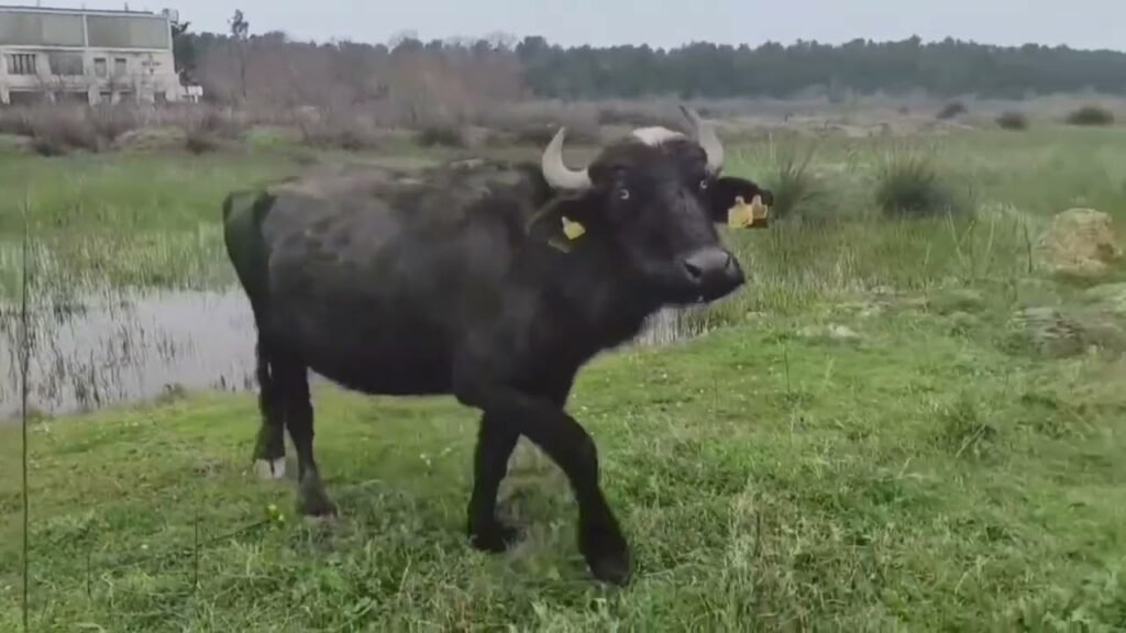 Buallica, kafsha që po shkon drejt zhdukjes, të vetmet në Shqipëri kanë mbetur Divjakë Buallica, kafsha që po shkon drejt zhdukjes, të vetmet në Shqipëri kanë mbetur Divjakë