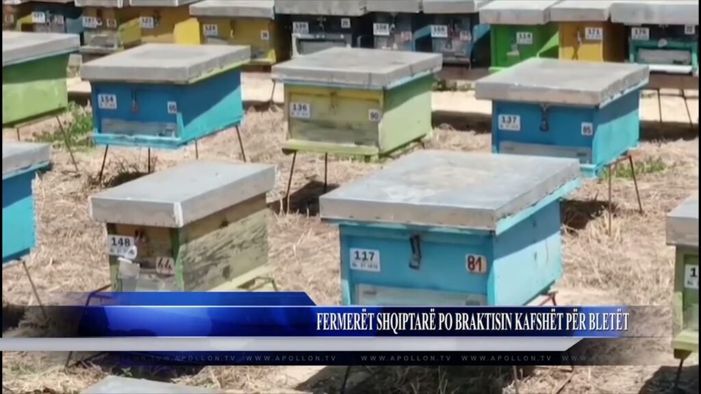 FERMERËT SHQIPTARË PO BRAKTISIN KAFSHËT PËR BLETËT