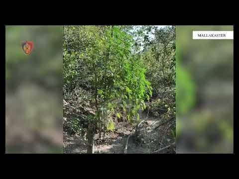 Goditet kultivimi i bimëve narkotike në Mallakastër Goditet kultivimi i bimëve narkotike në Mallakastër