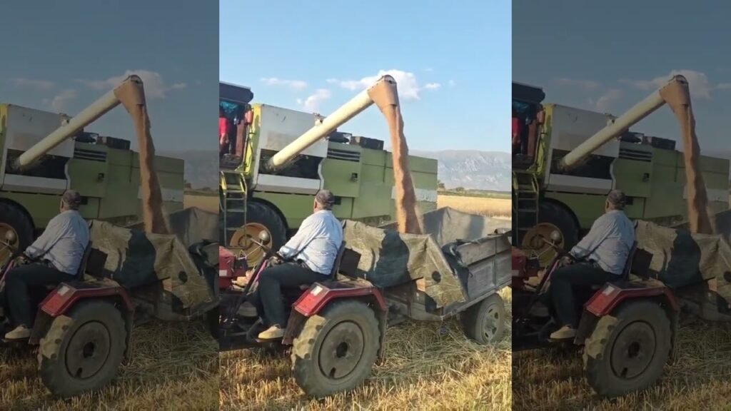 Ne Maliq nis korrja e grurit dhe e elbit fermeret shpresojne prodhim te kenaqshem Ne Maliq nis korrja e grurit dhe e elbit fermeret shpresojne prodhim te kenaqshem