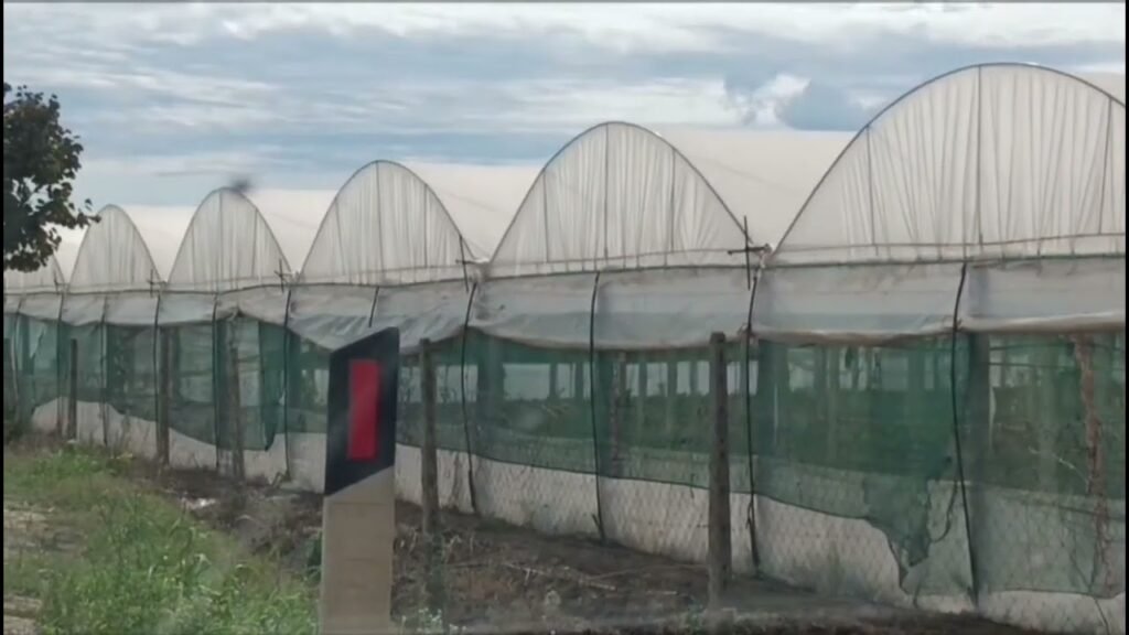 Nisin aplikimet për fondet në bujqësi, fermerët mund të përfitojnë për serat, agroturizmin