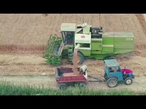 Prodhim i bollshëm gruri në Maliq, por fermerët përballen me çmime të ulëta dhe mungesë tregu Prodhim i bollshëm gruri në Maliq, por fermerët përballen me çmime të ulëta dhe mungesë tregu