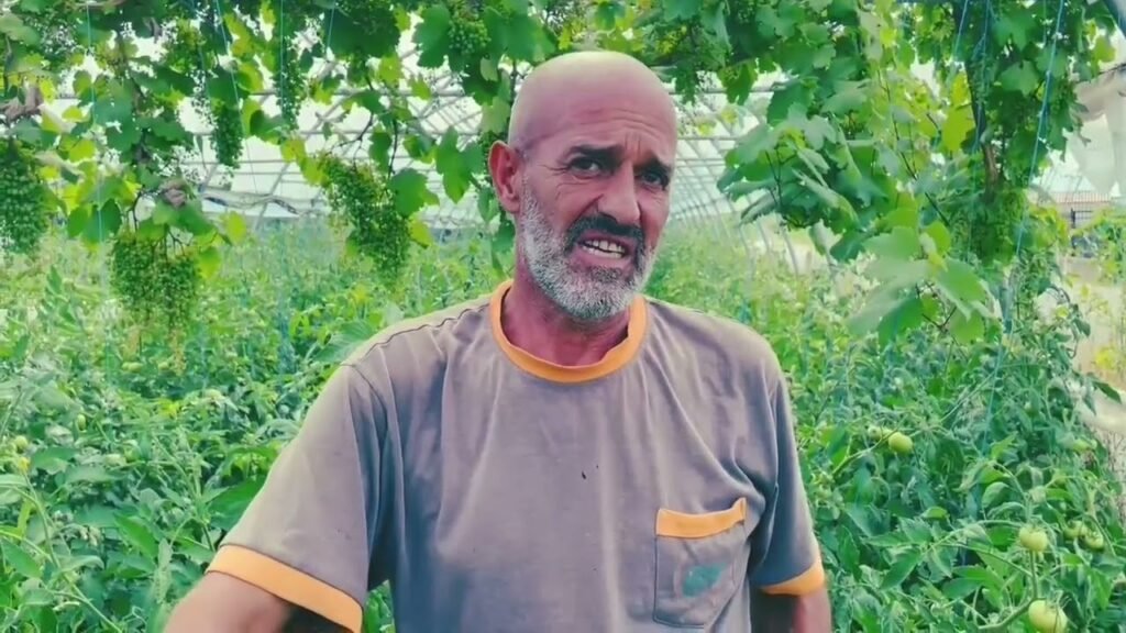Risia e kultivimit të Domates në Libonik Risia e kultivimit të Domates në Libonik