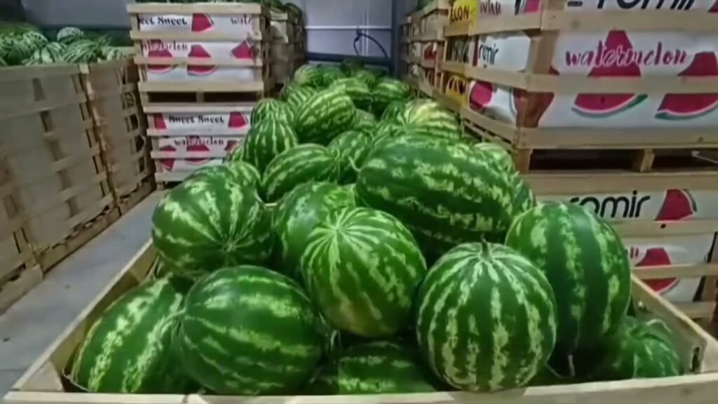 Sezoni veror ka sjellë një tjetër valë të begatë për bujqësinë në Divjakë Sezoni veror ka sjellë një tjetër valë të begatë për bujqësinë në Divjakë