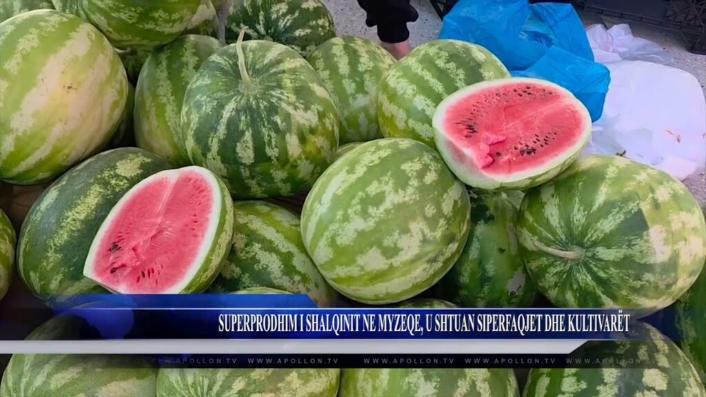 SUPERPRODHIM I SHALQINIT NE MYZEQE, U SHTUAN SIPERFAQET DHE KULTIVUESIT SUPERPRODHIM I SHALQINIT NE MYZEQE, U SHTUAN SIPERFAQET DHE KULTIVUESIT