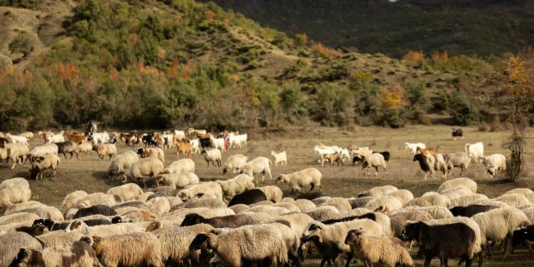 Vdes tragjikisht një çoban nga goditja e rrufesë në Velçan