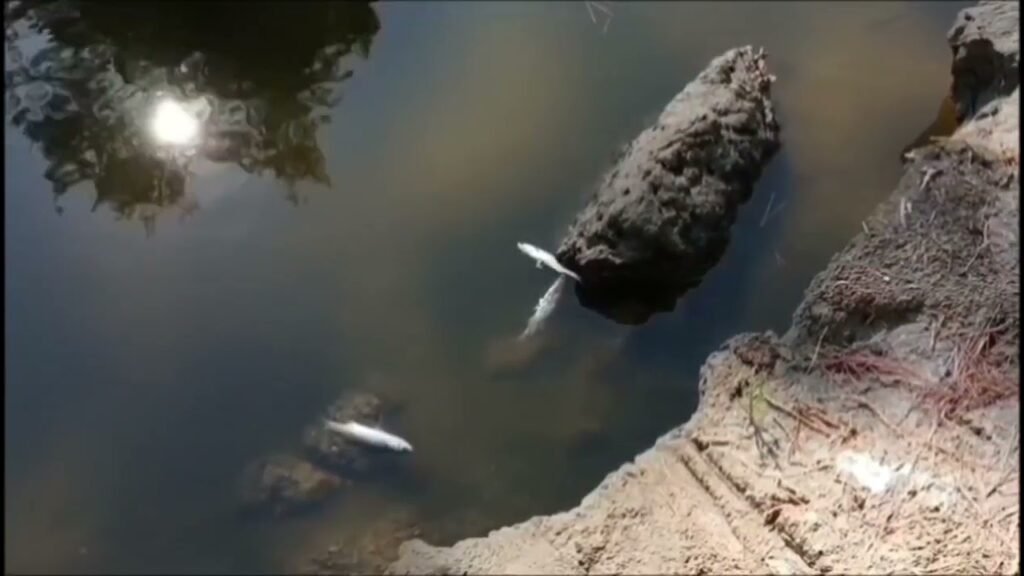 Divjakë, laguna e Karavastasë po thahet, rrezik ekologjik në rritje e peshq te ngordhur! Divjakë, laguna e Karavastasë po thahet, rrezik ekologjik në rritje e peshq te ngordhur!