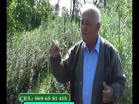 Eksperiencë në prodhimin e fidanëve, Enver Shehu në Mifol 24.10.2012
