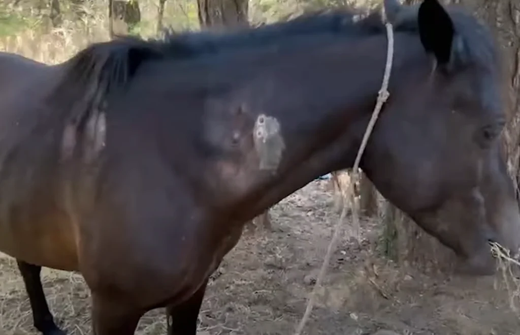 Masakra ndaj kuajve në Llogara trondit opinionin publik Masakra ndaj kuajve në Llogara trondit opinionin publik