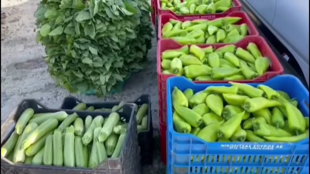 Fermerët e Maliqit investojnë në kultivimin e specit dhe spinaqit
