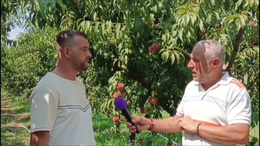 Fermerët e Peqinit te kenaqur nga cmimet e agrumve ne treg Fermerët e Peqinit te kenaqur nga cmimet e agrumve ne treg