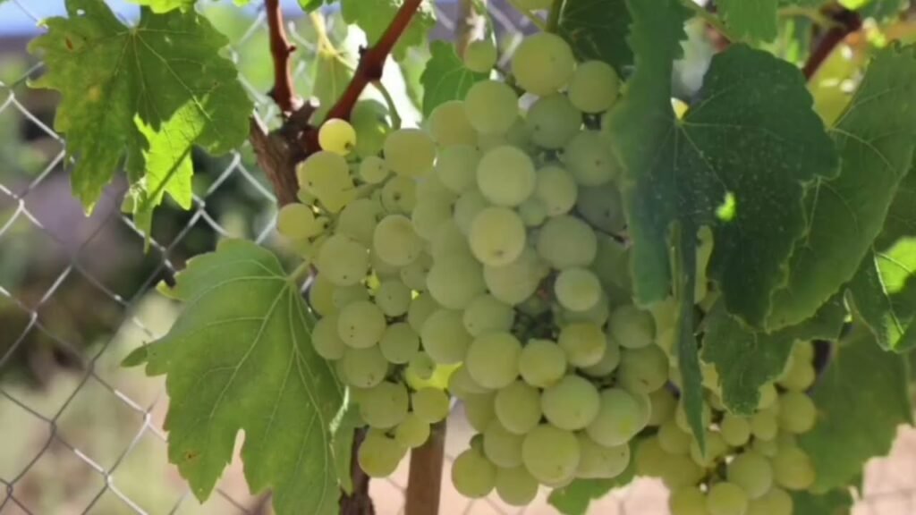 Fshati Karkanjoz dhe prodhimet frutore per tregun vendas Fshati Karkanjoz dhe prodhimet frutore per tregun vendas