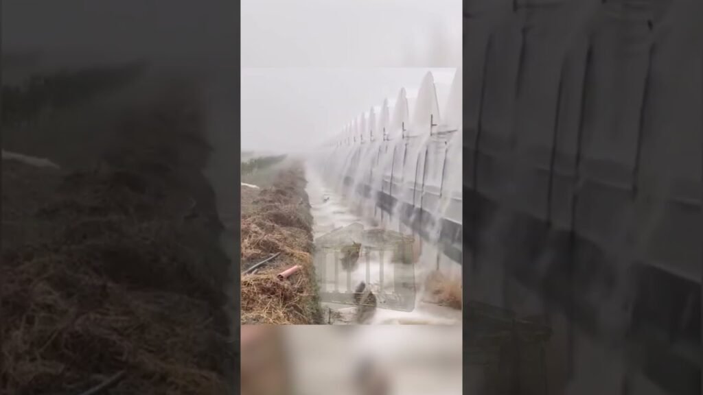 Kriza teknologjike në bujqësinë shqiptare, ja se si stuhia nxorri në pah mangësitë e serave në Roskovec