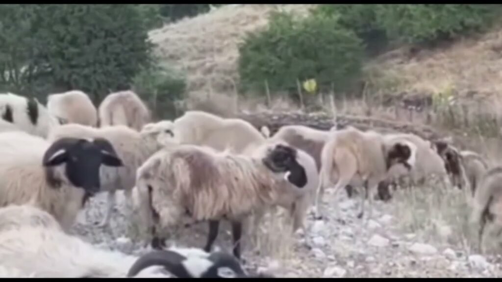 Moglica, fshati ku jeta nis herët për fermerët Moglica, fshati ku jeta nis herët për fermerët
