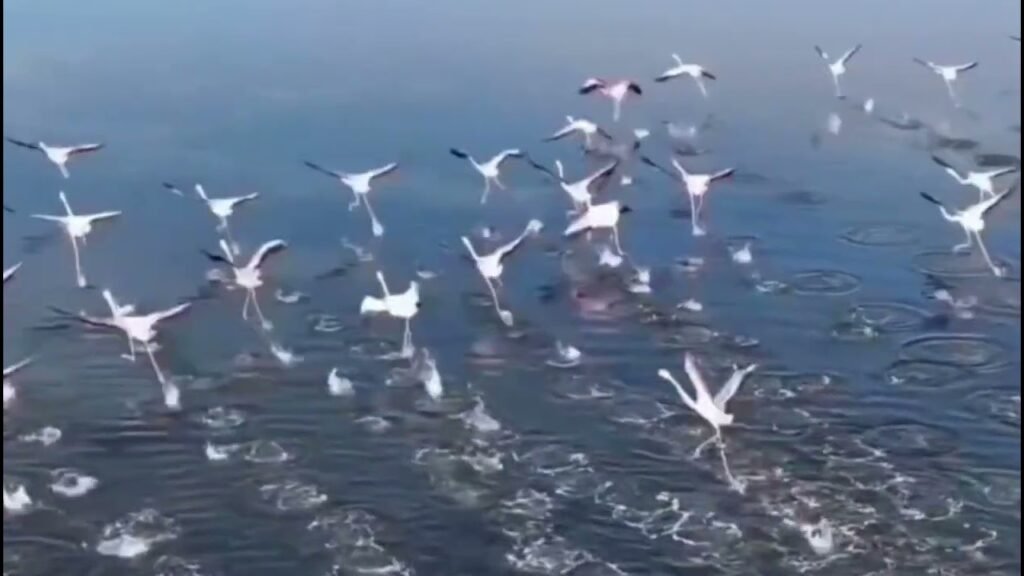 Pamje mahnitëse nga Karavastaja, tufa të shumta flamingosh ndalen në lagunë