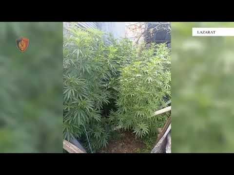 Policia kap sasi të konsiderueshme droge në Lazarat, një person arrestohet