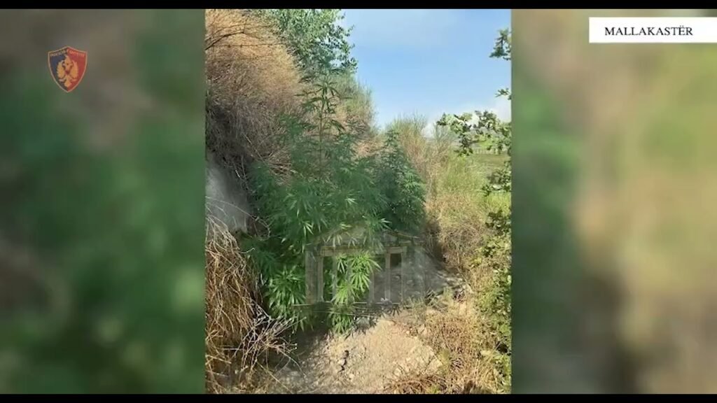 Policia në Mallakastër godet kultivimin e kanabisit