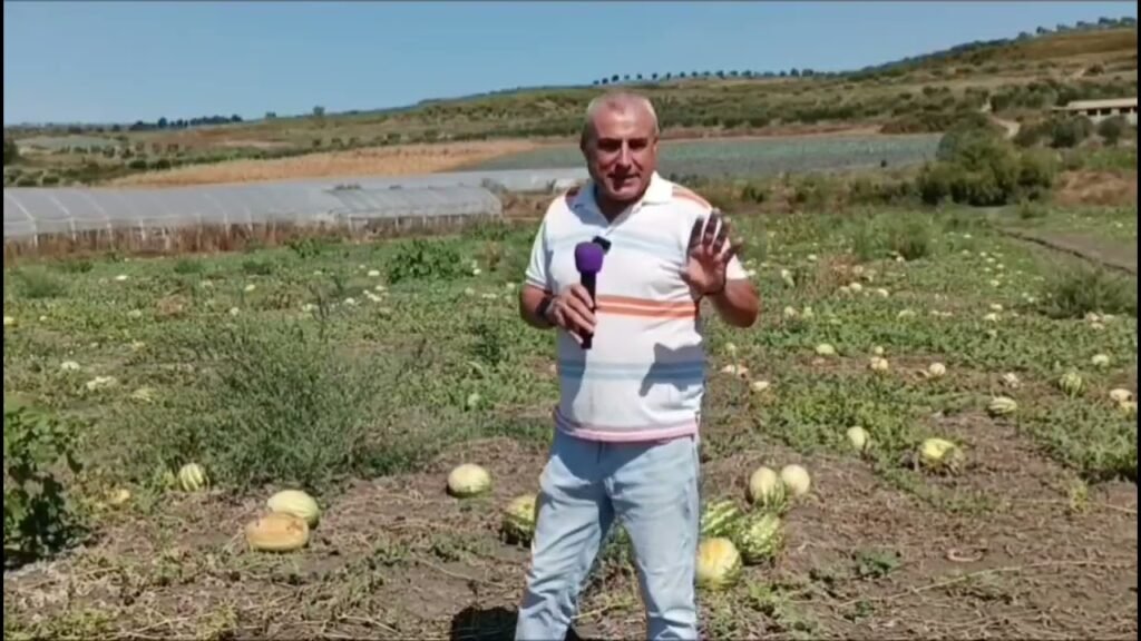 Shalqiri i Divjakës në kulmin e prodhimit, por jo të fitimit – Fermerët në hall “Na mbetet në arë” Shalqiri i Divjakës në kulmin e prodhimit, por jo të fitimit – Fermerët në hall “Na mbetet në arë”