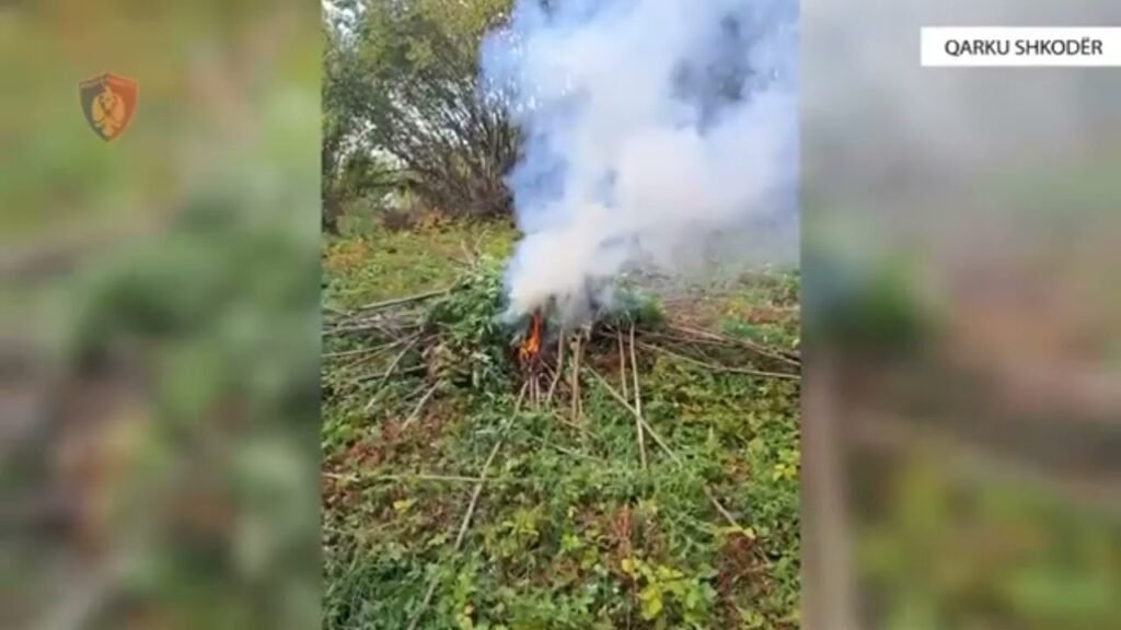 Asgjësohet kanabis në Shkodër, e pësojnë katër kryetar fshatrash, por jo autorët
